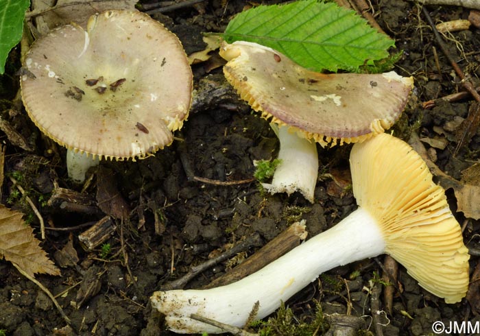 Russula carpini