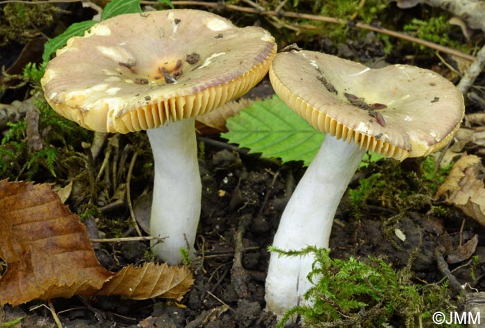 Russula carpini