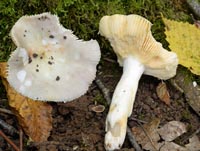 Russula carpini