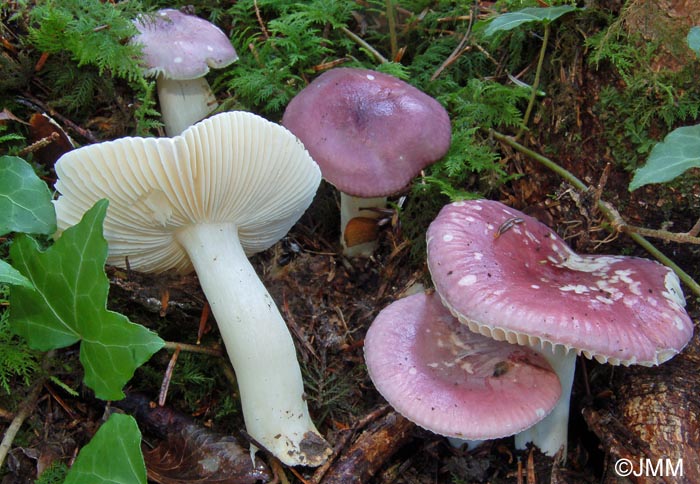 Russula cavipes