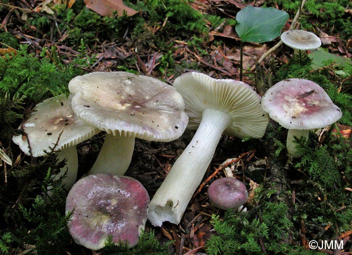 Russula cavipes