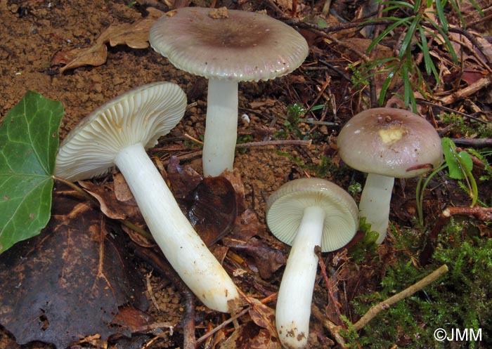 Russula cavipes