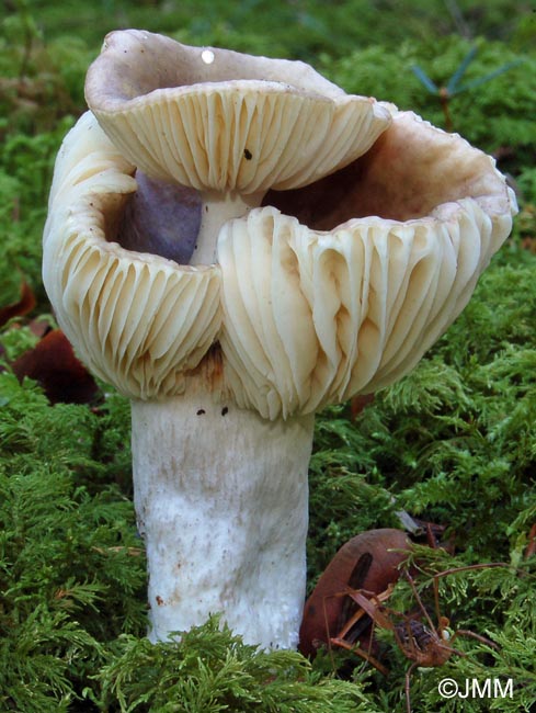 Russula cavipes