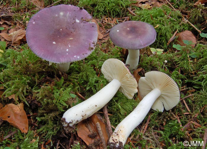 Russula cavipes var. abietina