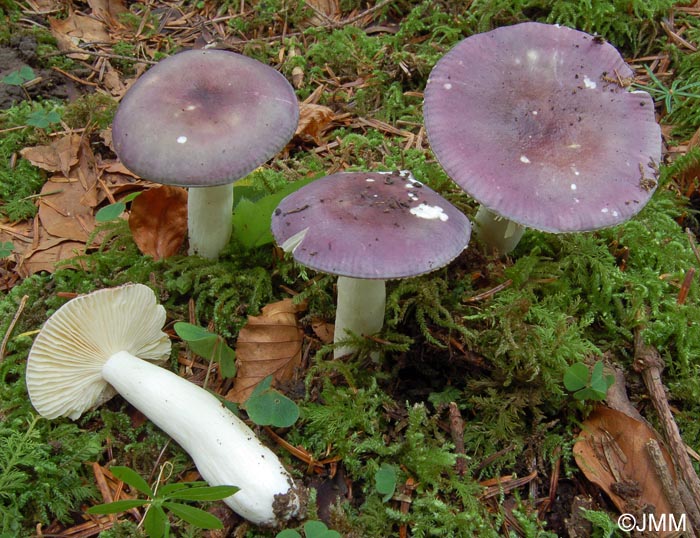 Russula cavipes var. abietina