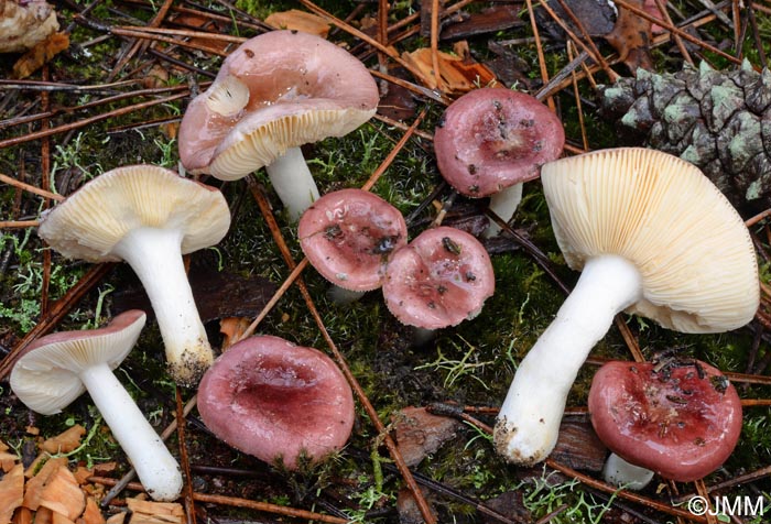 Russula cessans