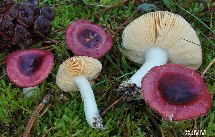 Russula cessans