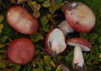 Russula chamiteae