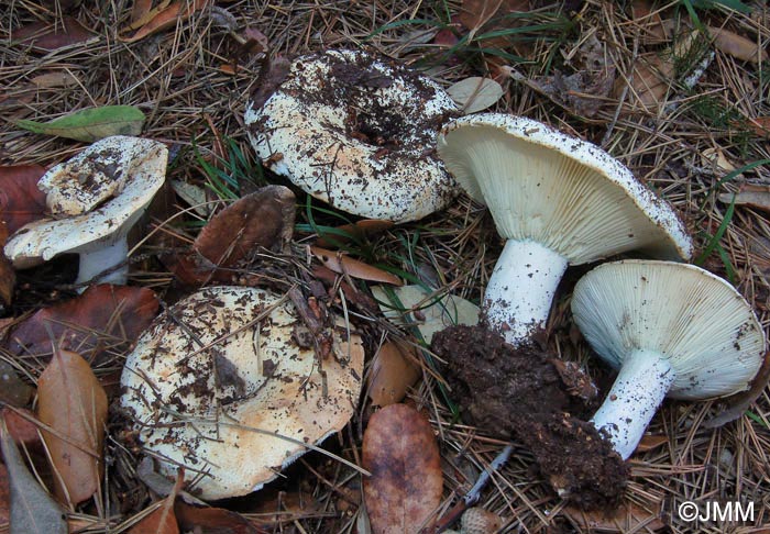 Russula chloroides