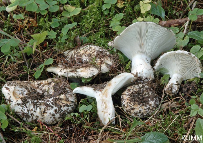 Russula chloroides