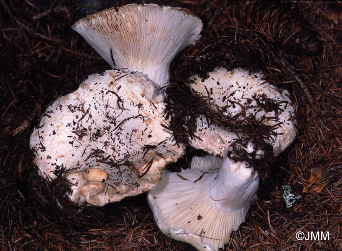 Russula chloroides var. trachyspora