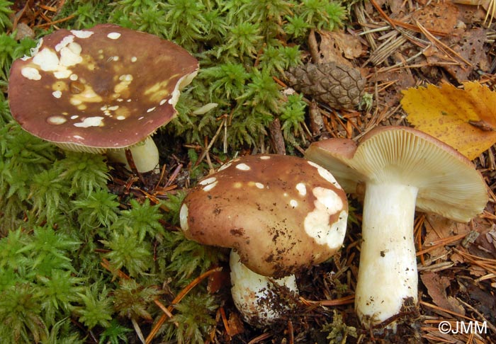 Russula cicatricata