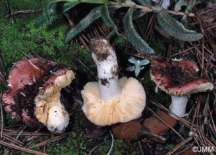 Russula cistoadelpha