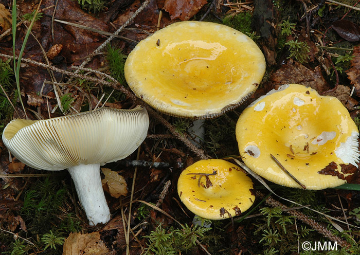 Russula claroflava