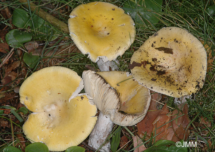 Russula claroflava