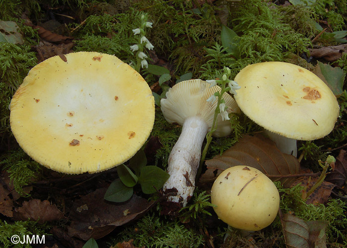 Russula claroflava & Goodyera repens