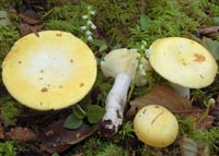 Russula claroflava