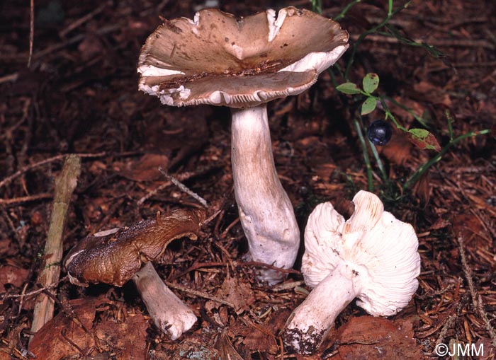 Russula consobrina