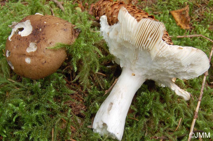 Russula consobrina