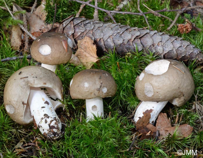 Russula consobrina