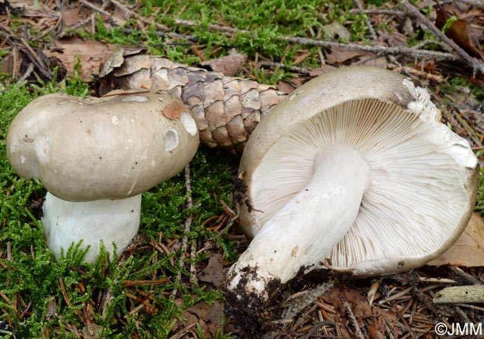 Russula consobrina