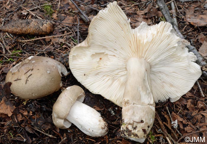 Russula consobrina