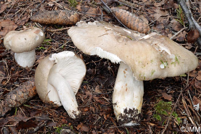 Russula consobrina