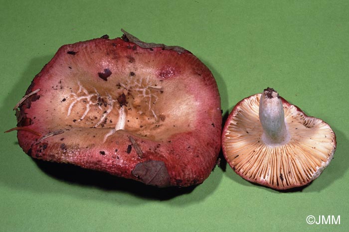 Russula cuprea