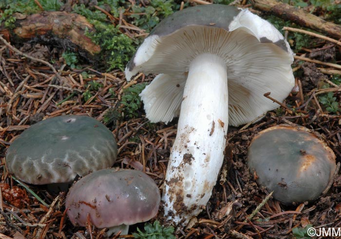 Russula cutefracta