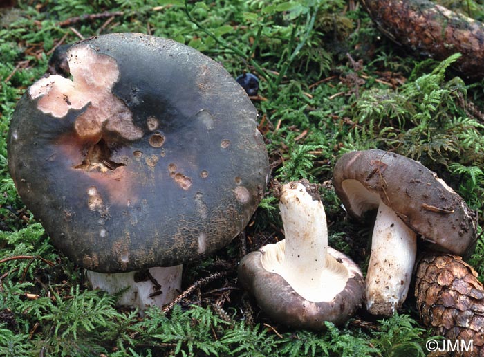 Russula cutefracta