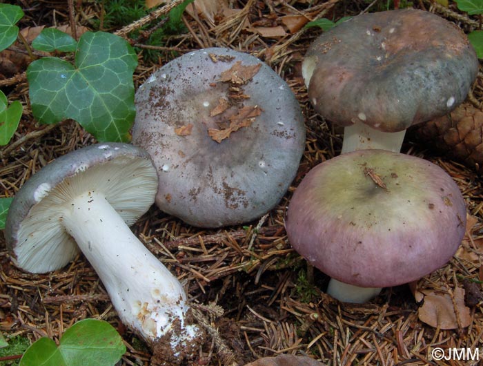 Russula cyanoxantha