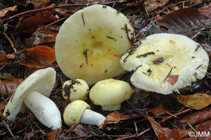 Russula cyanoxantha var. flavoviridis