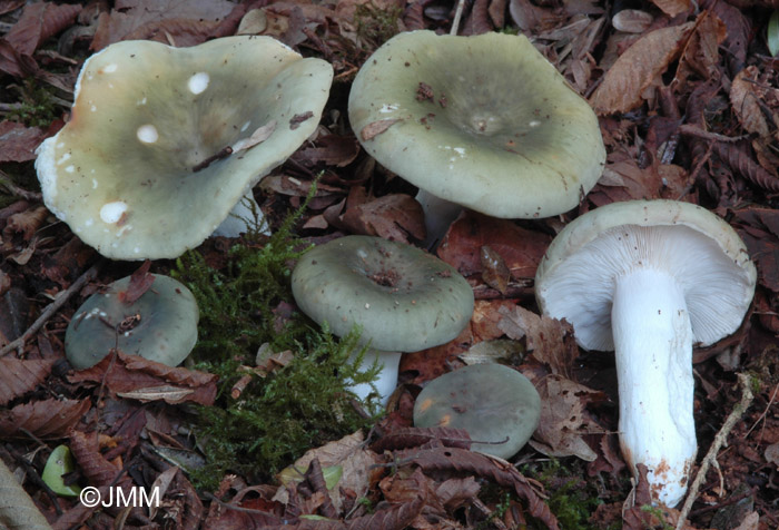 Russula cyanoxantha f. peltereaui 