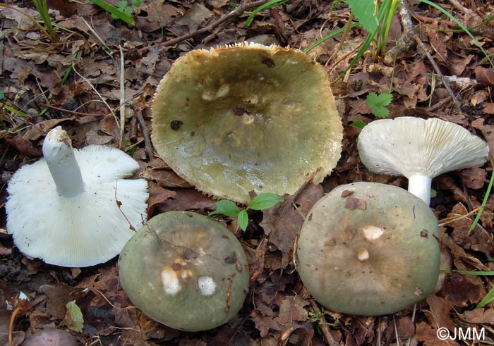 Russula cyanoxantha f. peltereaui