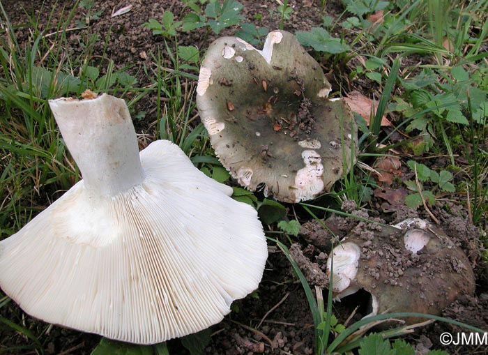 Russula cyanoxantha f. peltereaui