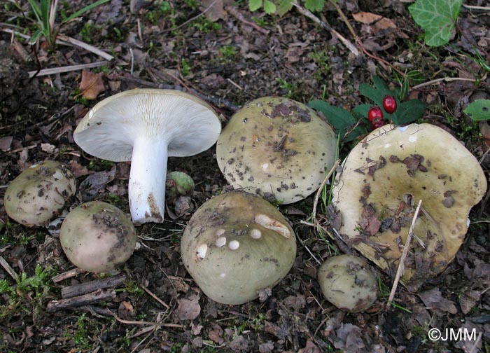 Russula cyanoxantha f. peltereaui