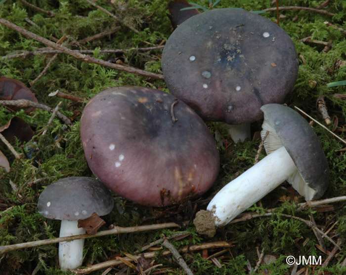 Russula cyanoxantha