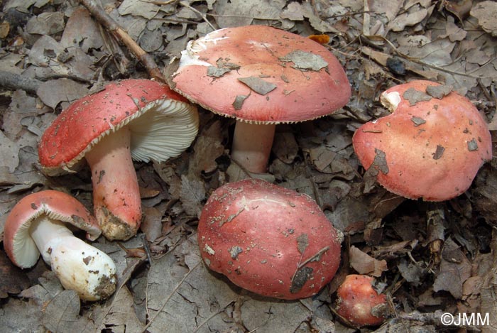 Russula cypriani