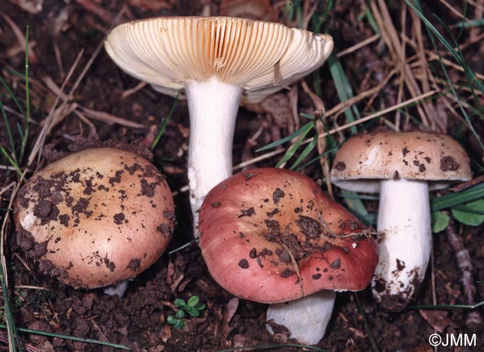 Russula decipiens