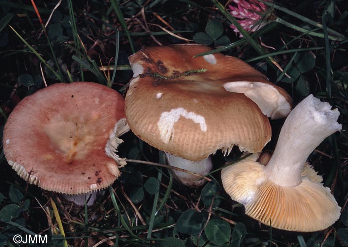 Russula decipiens