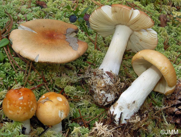 Russula decolorans