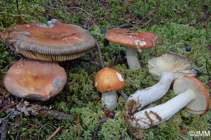 Russula decolorans