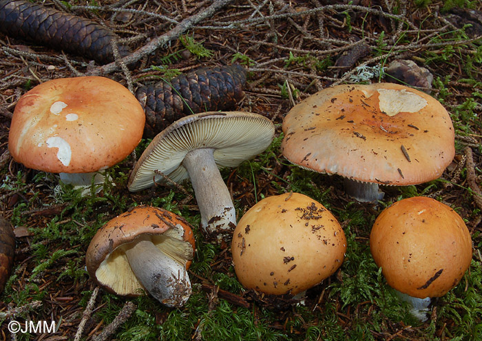 Russula decolorans