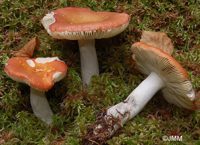 Russula decolorans