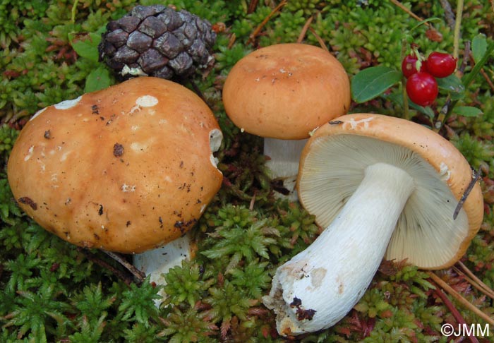 Russula decolorans