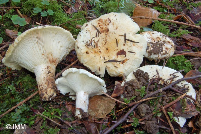 Russula delica