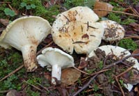 Russula delica