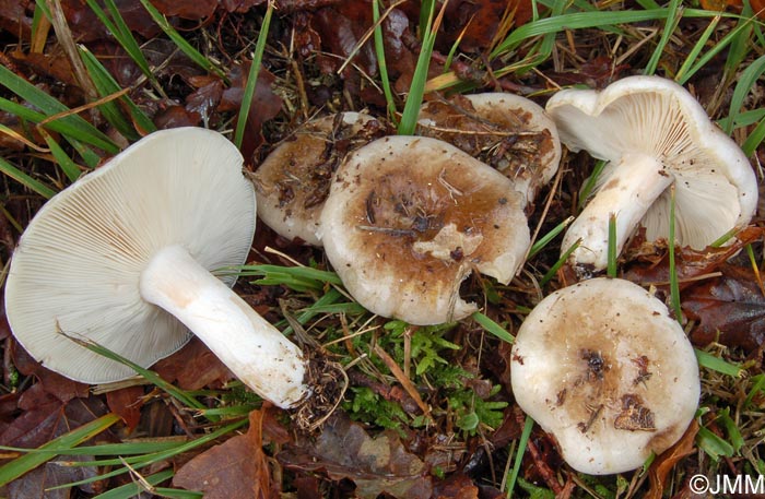 Russula densifolia