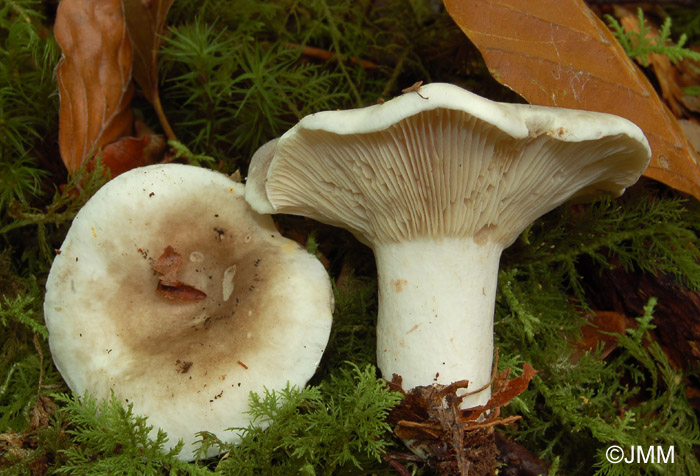 Russula densifolia