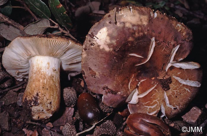 Russula dryophila